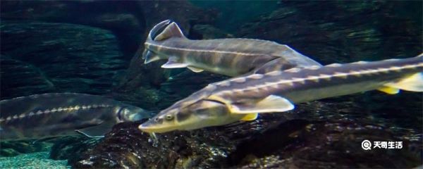 水中熊猫是什么鱼 水中熊猫指的是什么