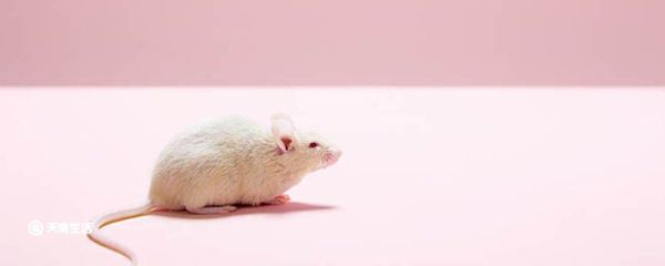 老鼠为什么要磨牙 老鼠磨牙原因