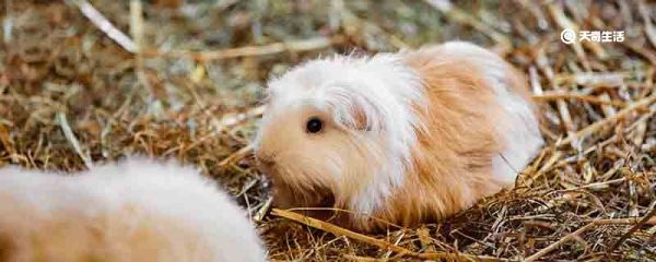 荷兰猪是什么动物 荷兰猪栖息环境