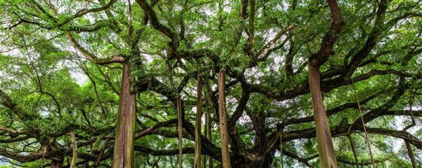 植树节的标语 植树节的标语大全