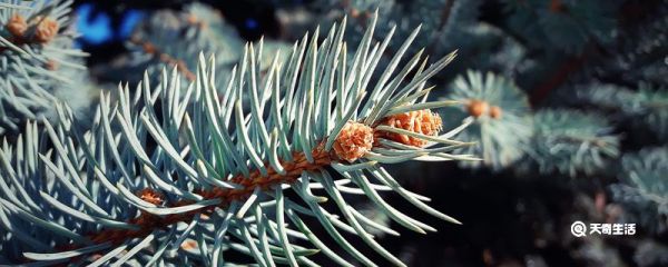 有植物熊猫之称的是 有植物熊猫之称的植物是什么