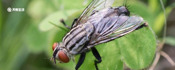 为什么苍蝇经常围绕着顶灯飞 苍蝇为什么经常围绕着顶灯飞