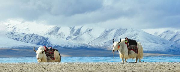 盐的来源 盐从哪里来