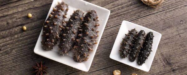 干海参泡发的正确方法和时间 干海参需要泡多久