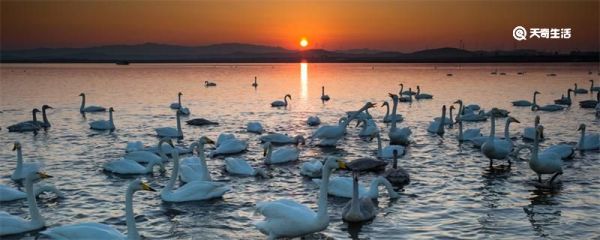 威海天鹅湖几月份有天鹅 威海天鹅湖什么时候有天鹅