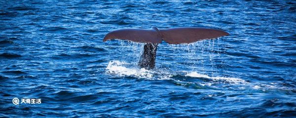 藤壶在鲸鱼身上疼吗 鲸鱼身上的藤壶痛不痛