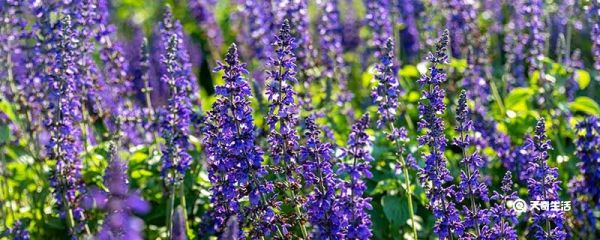 熏衣草花语 熏衣草花语是什么
