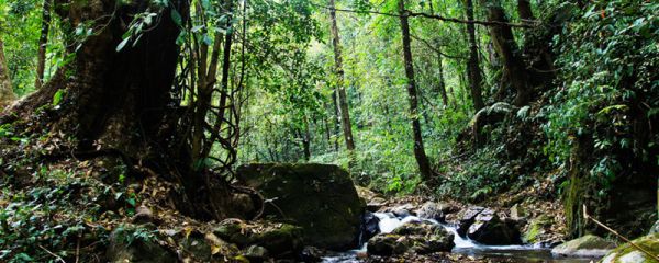 乌鱼为什么说是孝鱼 为什么有人说乌鱼孝顺