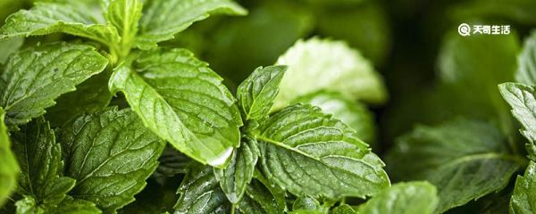 猫为什么喜欢猫薄荷 猫喜欢猫薄荷的原因