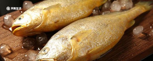 野生大黄鱼和养殖的区别 养殖大黄鱼和野生大黄鱼怎么区分