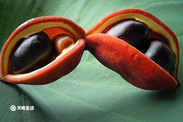 六旺果的功效与作用 六旺果的功效与作用有哪些