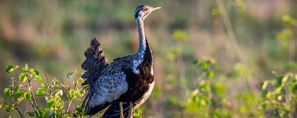 鸟的发声器官在哪里 鸟的简介