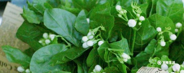 茉莉花驱蚊子吗 茉莉花可以驱蚊子吗