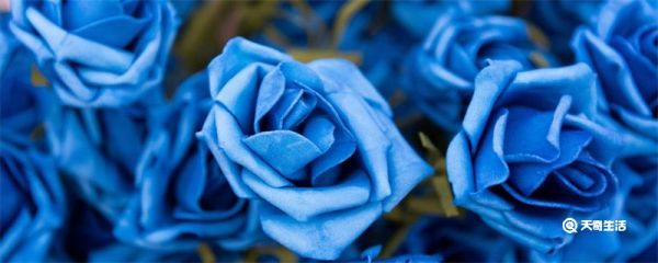 蓝色妖姬代表什么意思 蓝色妖姬代表什么