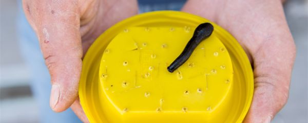 蚂蝗是什么 蚂蝗是什么东西