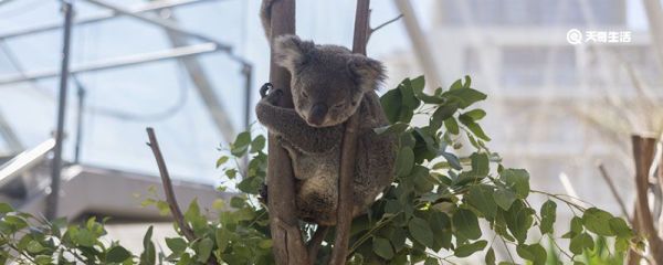 树袋熊是不是熊 树袋熊和熊的区别