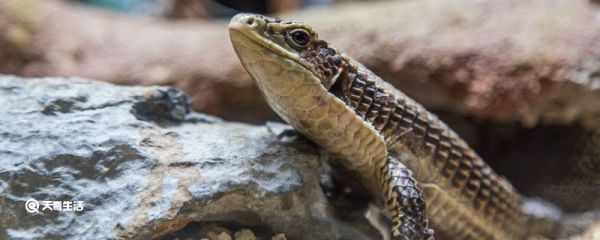 蜥蜴有毒吗 蜥蜴有没有毒