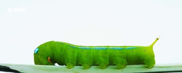 豆丹是哪里的特产 豆丹怎么做