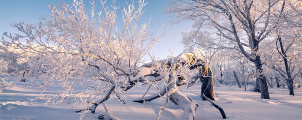 冬至一九到九九怎么数 冬至数九怎么数