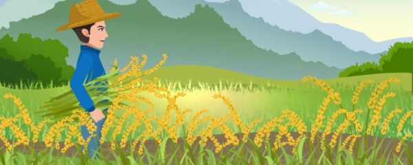 小满后面是什么节气 小满节气会吃哪些食物