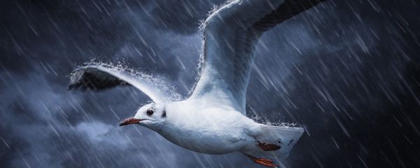 50毫米的雨属于什么雨 降水量50毫米是什么雨