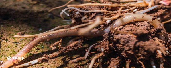 最大蚯蚓最早在哪发现 最大的蚯蚓最早在哪发现