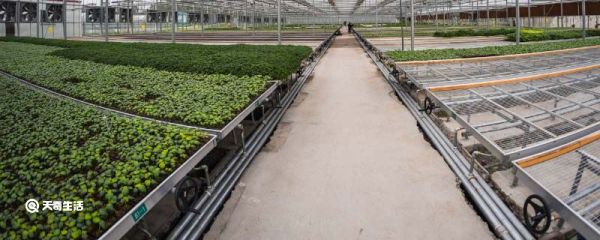 白露节气农作物种植什么浙江地区 白露节气农作物种植什么地区