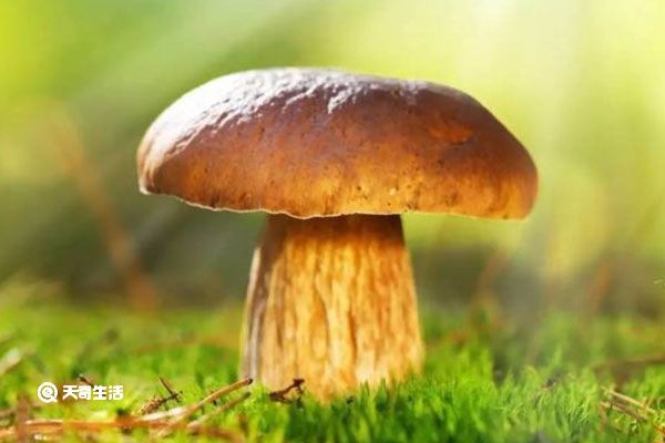 黄牛肝菌的功效与作用 黄牛肝菌的功效与作用有哪些