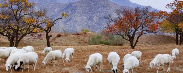 东三省是哪三省 东三省是哪里