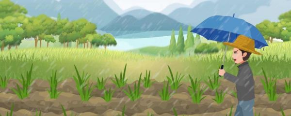 谷雨的茶为什么好香  喝谷雨茶有什么讲究