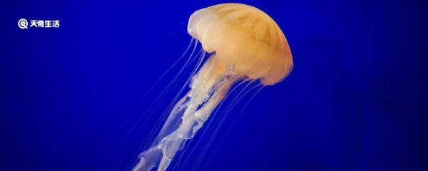 水母能吃吗 水母能不能吃