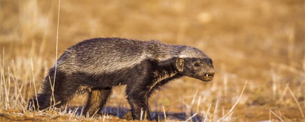 人称平头哥的动物是什么 称为平头哥的动物