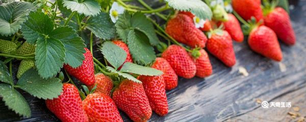 草莓酱的正确食用方法 如何食用草莓酱
