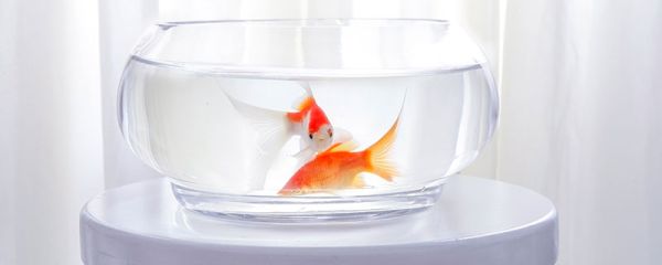 小鱼缸适合养什么鱼 小鱼缸适合养的鱼类