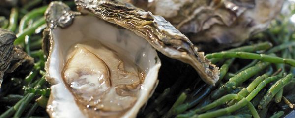 生蚝牡蛎是一样的吗 生蚝牡蛎是不是一样