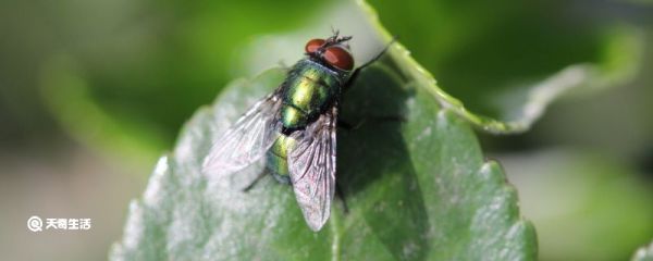 果蝇为什么会突然出现 果蝇会突然出现原因