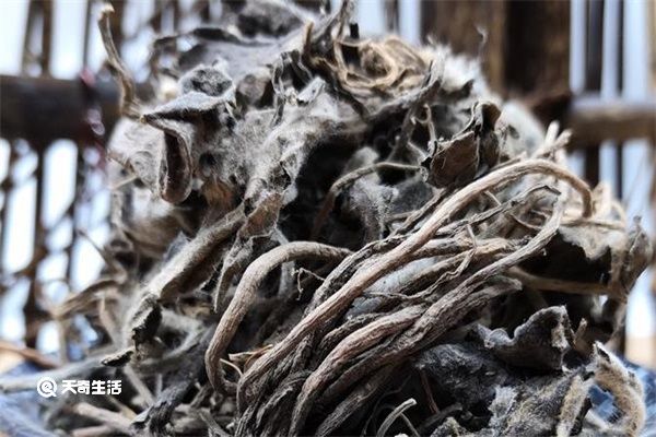 兔耳草的功效与作用 兔耳草的功效与作用有哪些