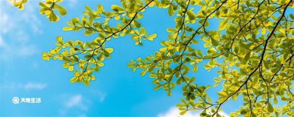 立夏是哪天 立夏是什么时候