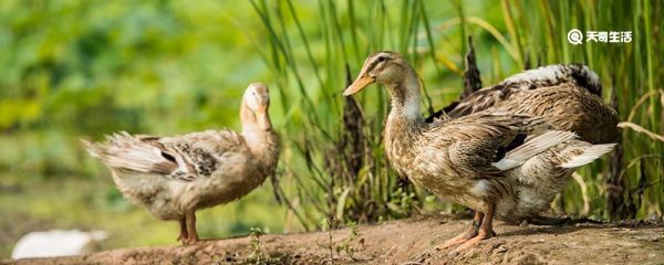 为什么鸭子的羽毛不沾水 鸭子的羽毛为什么不沾水