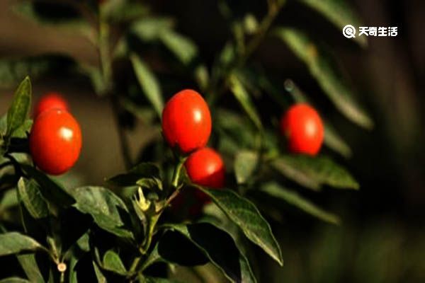 珊瑚樱的功效与作用 珊瑚樱的功效