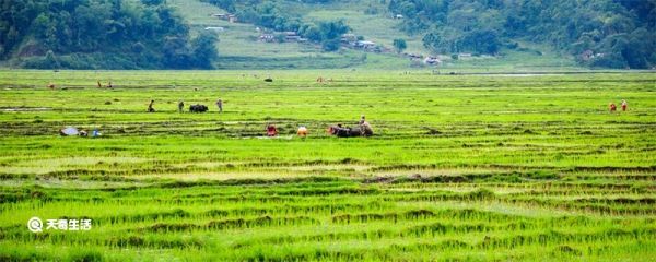 谷雨前后种瓜点豆还是清明前后种瓜点豆 谷雨前后种瓜点豆和清明前后种瓜点豆哪个对