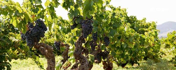 为什么葡萄皮上总有一层白霜 葡萄皮上为什么总有一层白霜