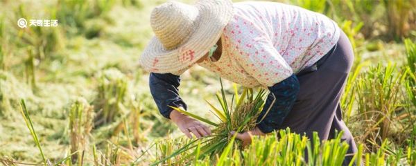 为什么劳动节放假五天 为什么劳动节放五天