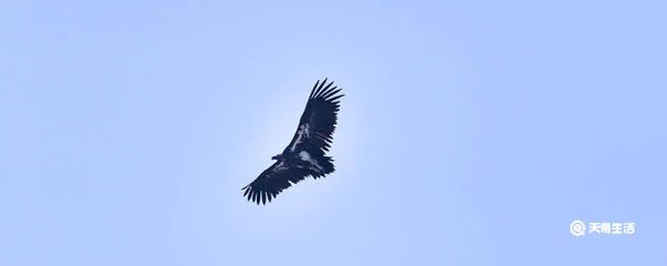 为什么金雕被称为猛禽之王 金雕为什么被称为猛禽之王