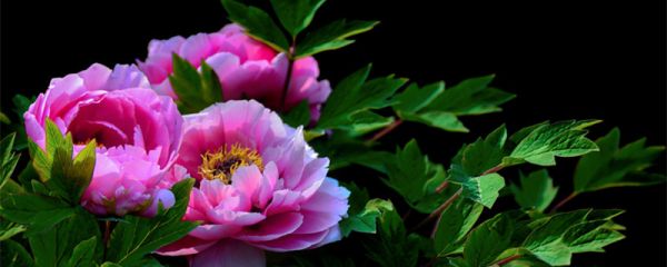 中国结婚证上的花卉是什么花 中国结婚证上的花卉叫什么花