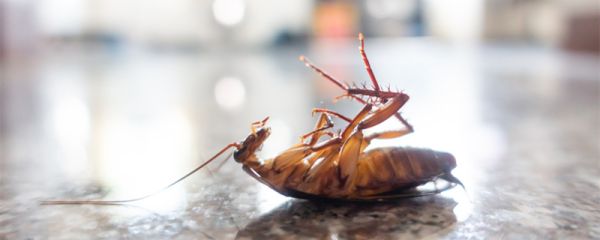 快速消灭蟑螂的方法 快速消灭蟑螂的方法有哪些