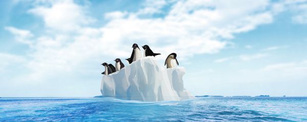 企鹅住在南极还是北极 企鹅一般住在南极还是北极