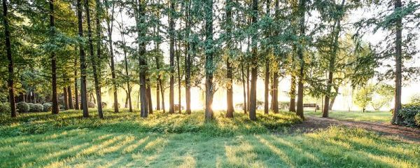 世界森林日的由来 世界森林日是哪一天