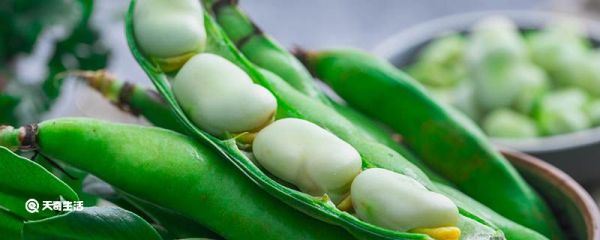 蚕豆怎样保存时间长点 蚕豆如何保存时间长点