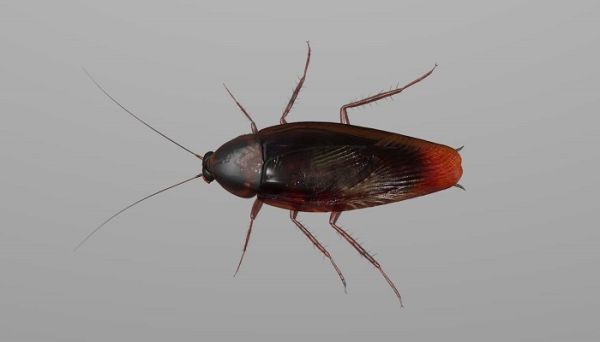 蟑螂会咬人吗   蟑螂会不会咬人